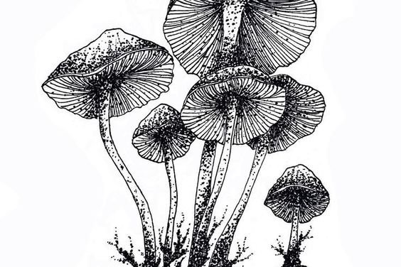 тату-эскиз грибы