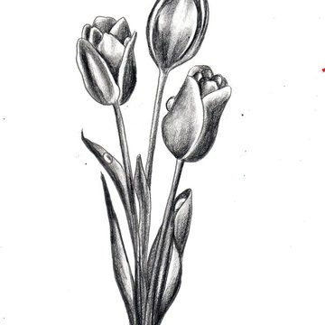 Тату эскизы тюльпан
