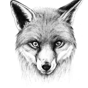 Тату ескізи лисиця