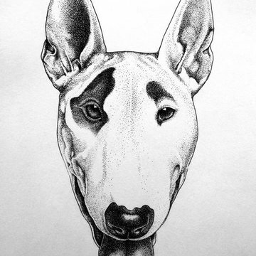 бультерьер эскизы