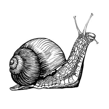 Тату - эскизы улитка