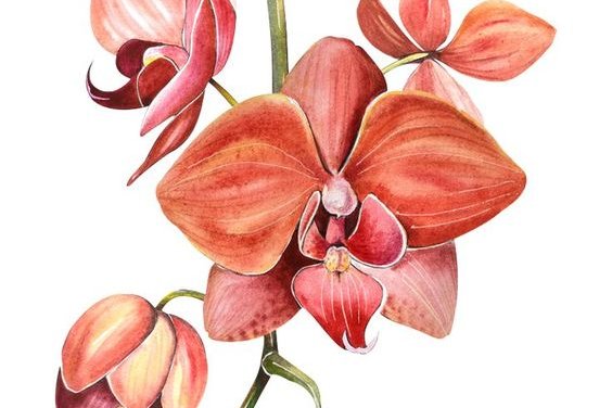 Тату-ескізи орхідея