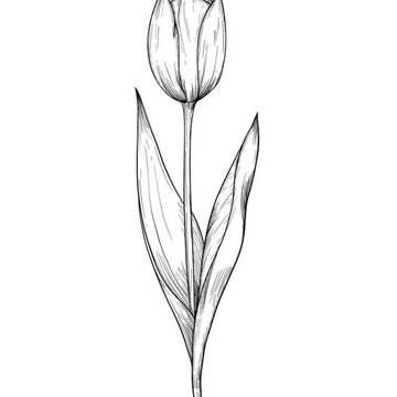 Тату эскизы тюльпан