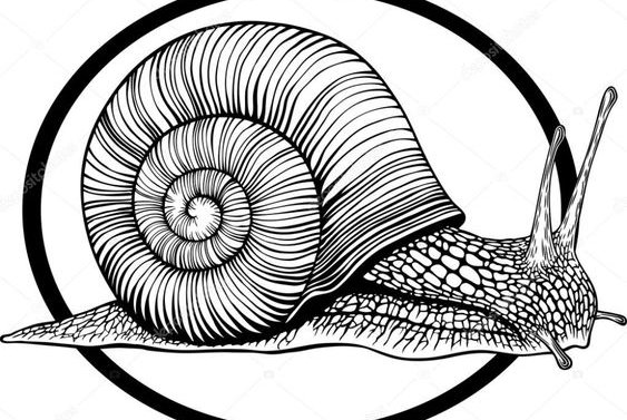 Тату - ескізи "Равлик"