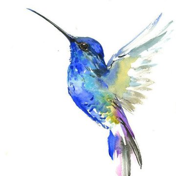 Тату эскизы колибри