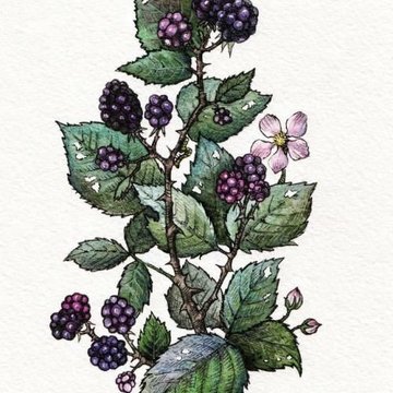 Тату-ескізи "Ягоди"