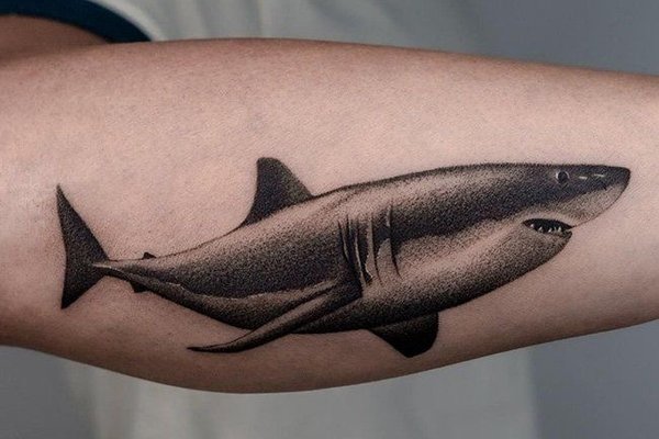 Тату эскизы акулы