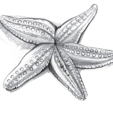 Тату эскизы  морской звезды