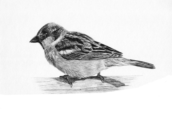 Тату ескізи горобець