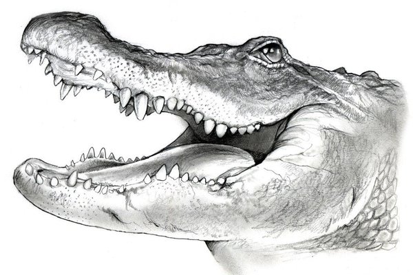 Тату-эскиз крокодил