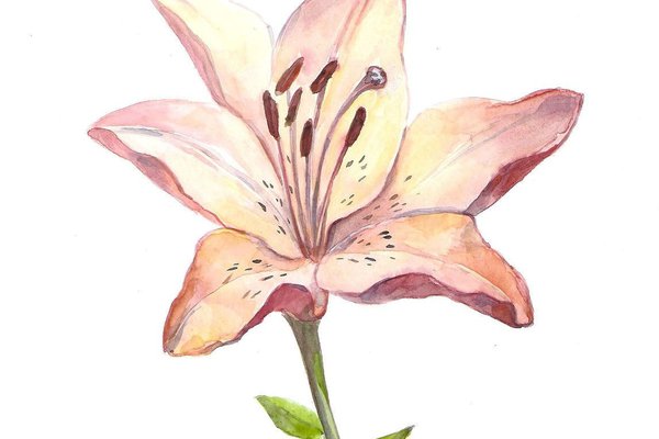 Тату ескізи лілії