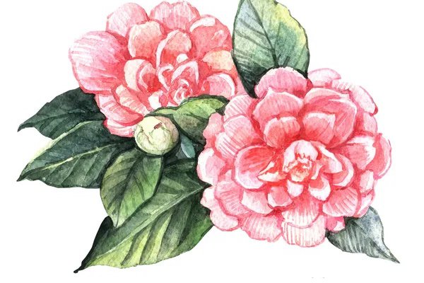 Тату ескізи камелія