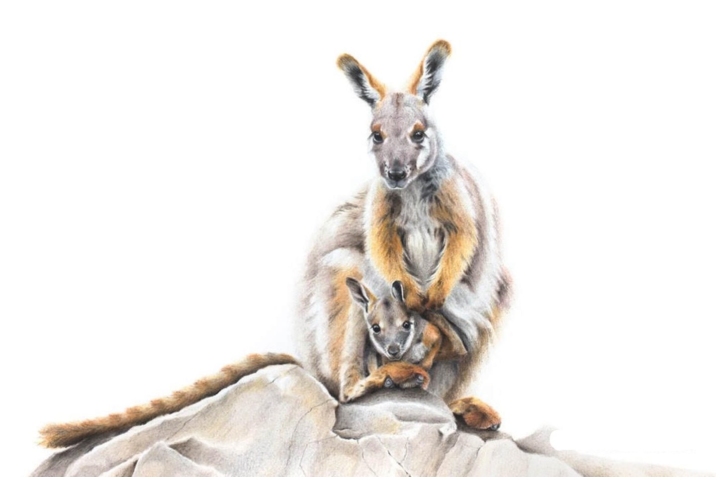 Тату-ескіз кенгуру