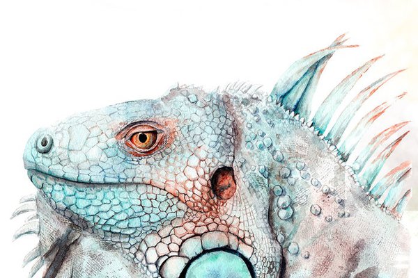 Тату ескізи ігуани