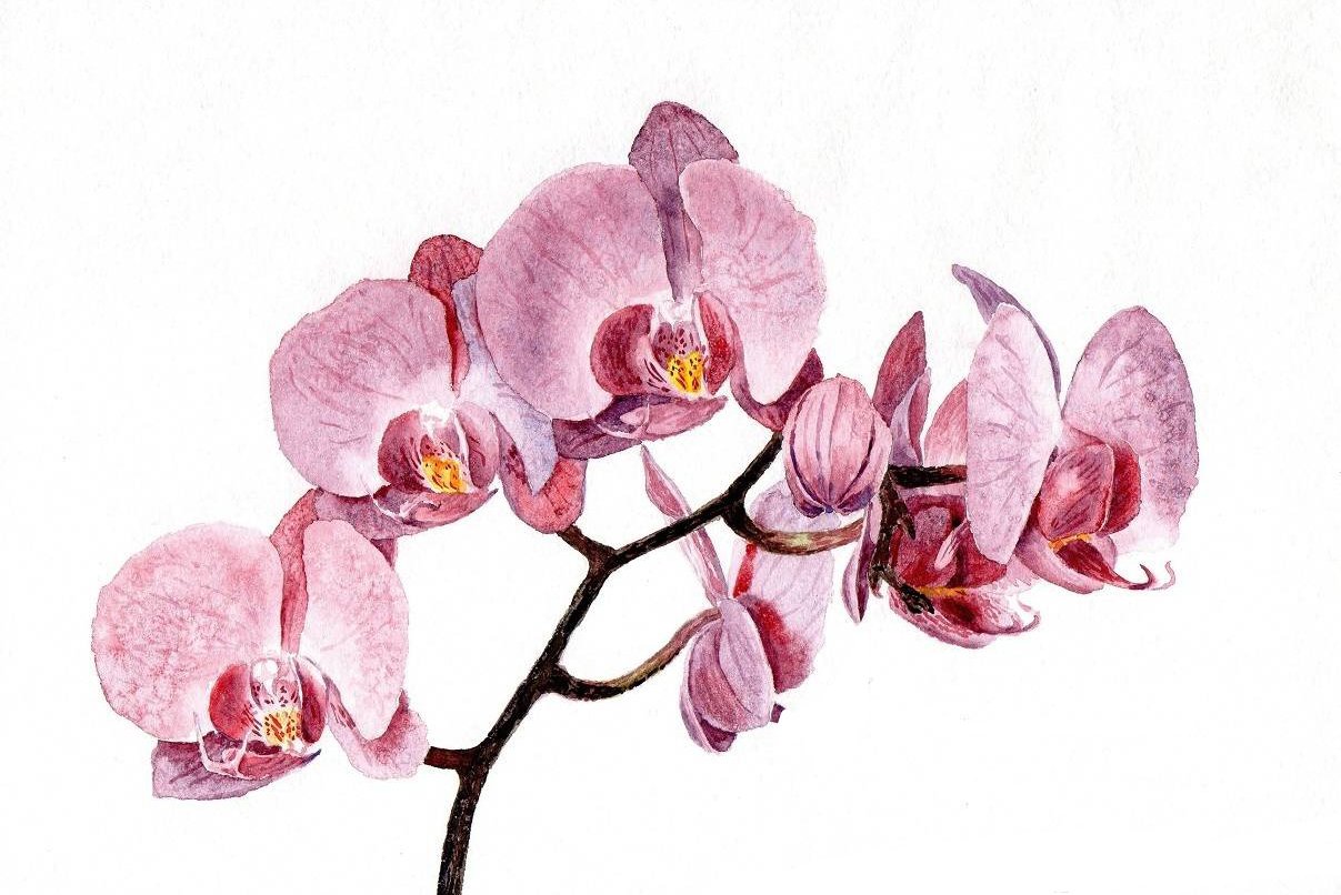 тату орхидея значение