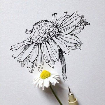 Тату эскизы ромашка