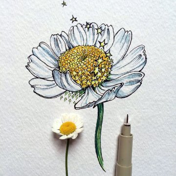 Тату эскизы ромашка