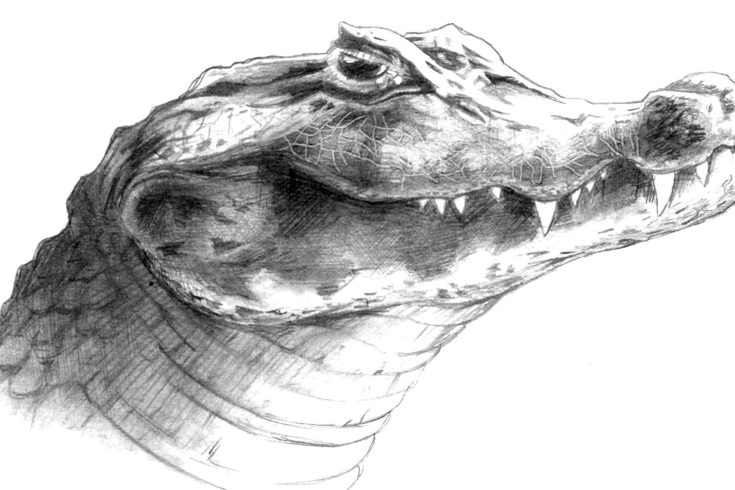 Тату-ескіз крокодил