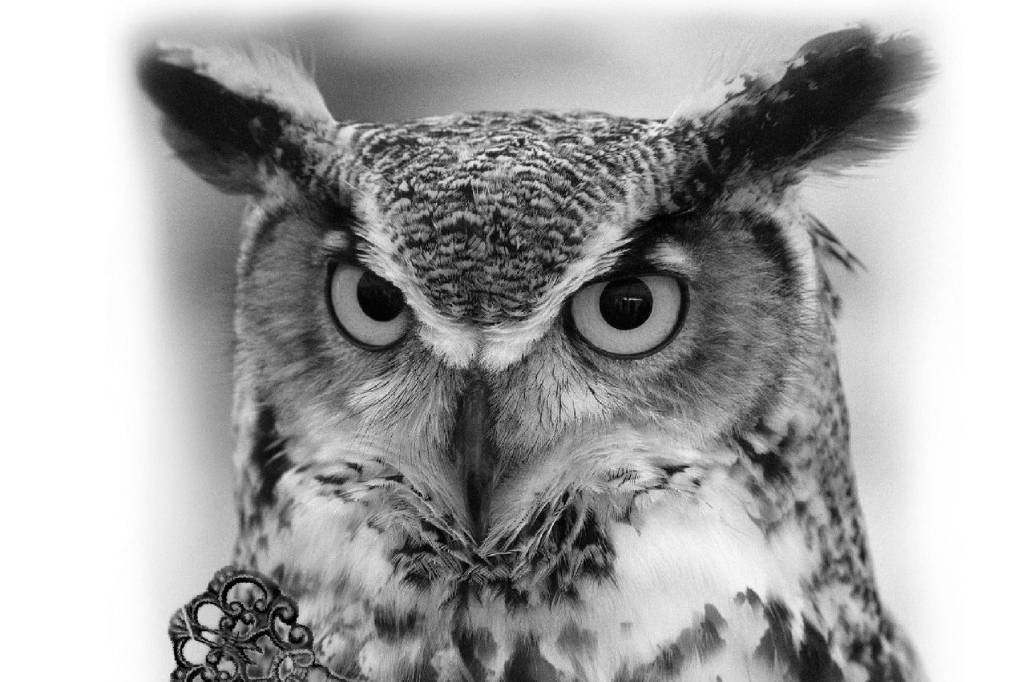 Тату-ескізи "Сова"