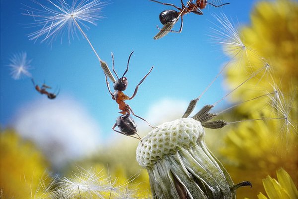 Тату-ескізи мураха