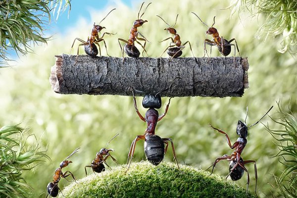 Тату-ескізи мураха