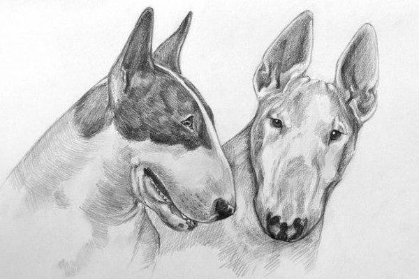 Тату ескізи "Собака"