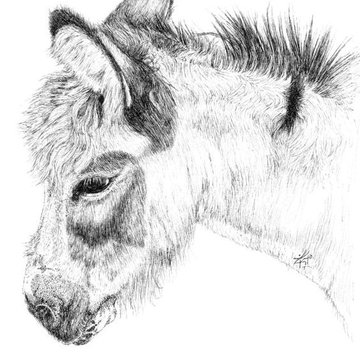 Тату-ескіз осел