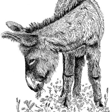 Тату-ескіз осел