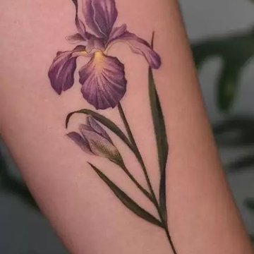 значення ірису