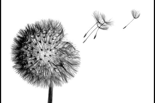 Тату ескізи кульбаби