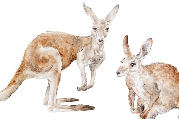 Тату-ескіз кенгуру