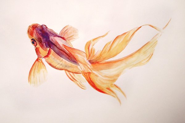 Тату эскизы золотая рыбка