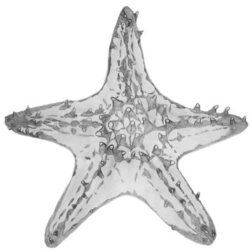 Тату эскизы  морской звезды