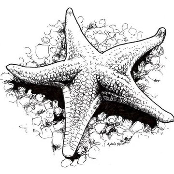 Тату эскизы  морской звезды