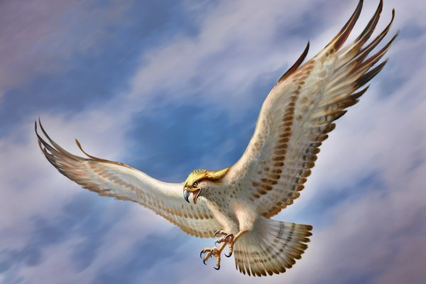 Тату-эскизы "сокол"