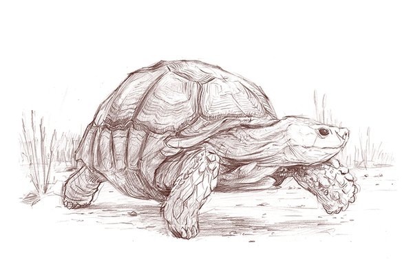 Тату эскизы черепаха