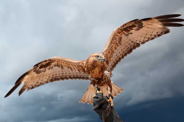 Тату-эскизы "сокол"