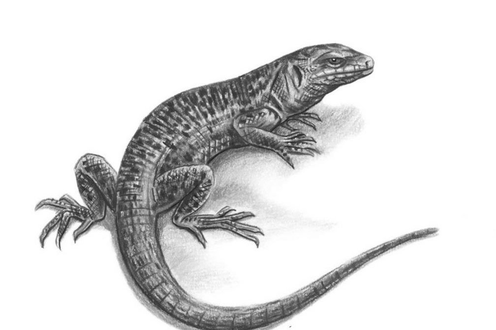 Тату ескізи «Ящірка».